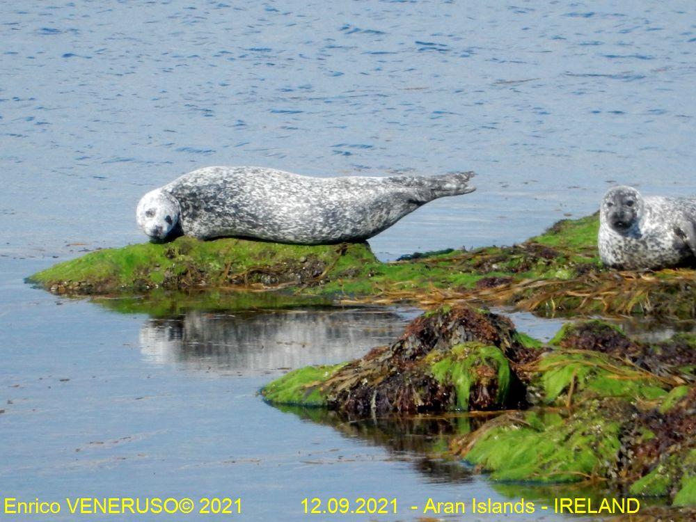 17 - Foche a riposo - Seals at rest.jpg